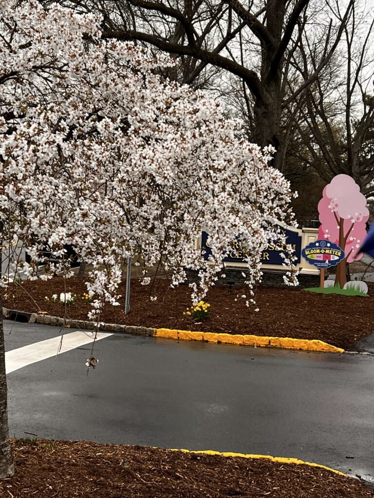 spring pink cherry blossoms