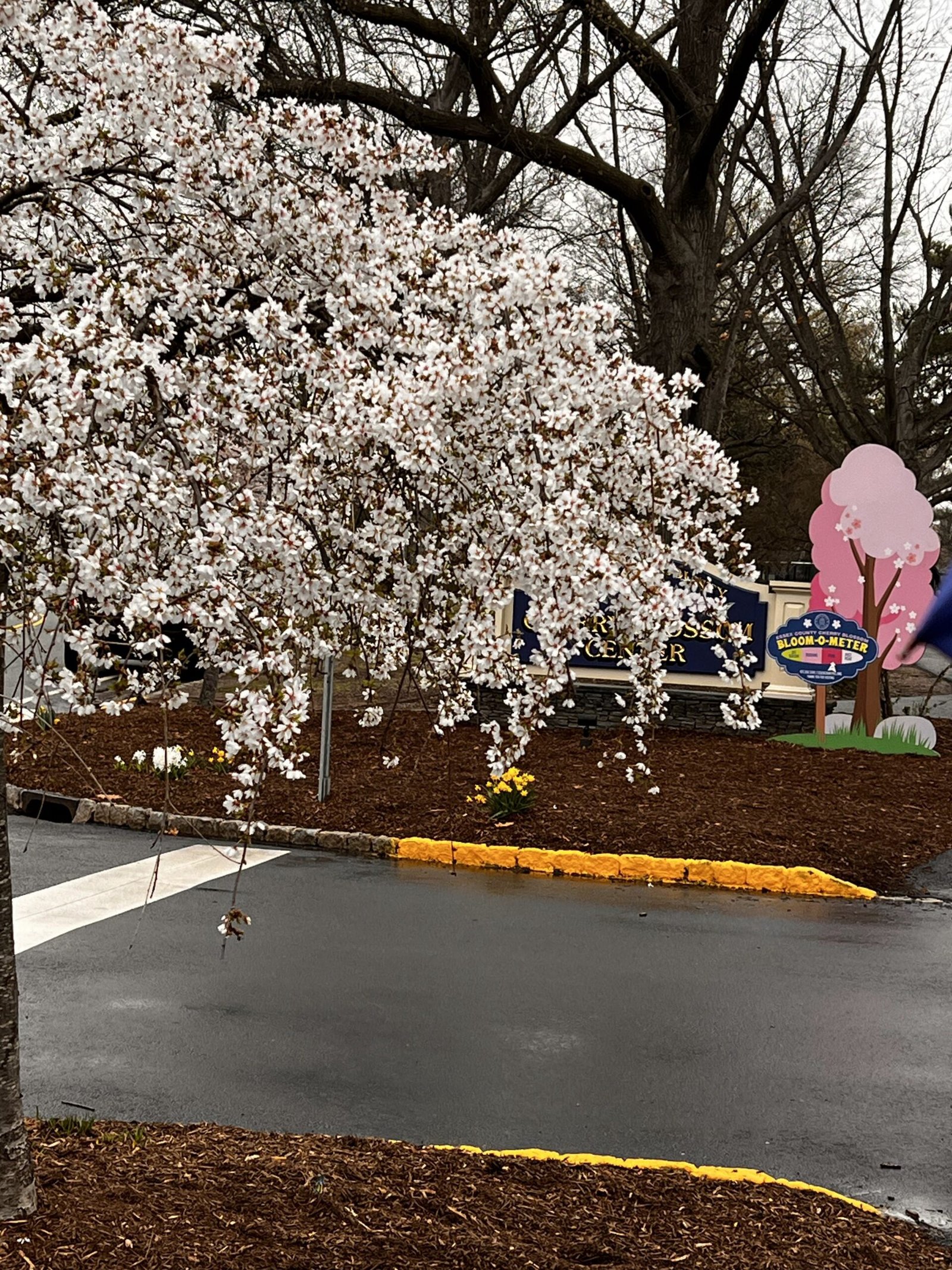 spring pink cherry blossoms